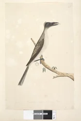 Side 57. Januar. Naturlig størrelse, formodes at være en ung fugl Noisy Friarbird Philemon corniculatus, 1791-92