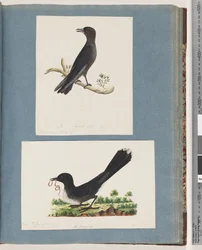 Side 58. Uidentificeret fugl. Turdus. 59. Uidentificeret fugl. Turdus