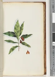 Side 58. Uidentificeret plante