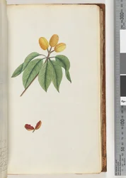 Page 59. Pilospermum mapondani