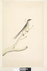 Side 60. Juni. Reduceret efter skala til halvdelen af den naturlige størrelse Red Wattle, Bird Anthochaera carunculata, 1791-92