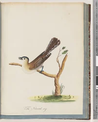 Side 60. Uidentificeret fugl. Turdus cyanocephalus. Blåhovedet Drossel