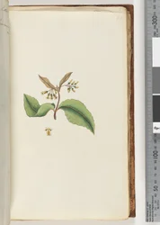 Page 60. Unidentified plantdani