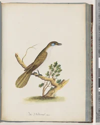 Side 61. Blåansigtet Honningæder. Turdus cyanoris. Blåkindet Drossel
