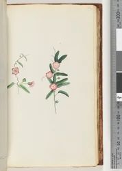 Page 62. Unidentified plantdani