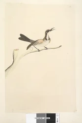 Side 63. Maj. Naturlig størrelse Tawny Crowned Honeyeater Phylidonyris melanops, 1791-92