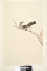 Side 64. Naturlig størrelse. Iris tvivler. Iris skulle være stråfarvet brunt træ, Creeper Climacteris picumnus, 1791-92