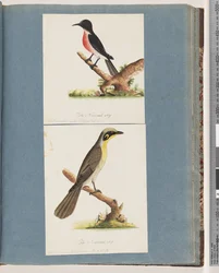 Side 64. Scarlet Robin. Krytrogastraens flue. 65. Gultuftet Honningæder. Muscicapa Nova Hollandiae