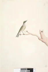 Page 66. August. Natural size Gray, Backed Silvereye Zosterops lateralis, 1791-92dani