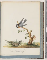 Side 69. Uidentificeret fugl med firben. Sylvia rufirostris
