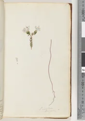 Page 6. Pimeloea linfoliadani