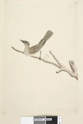 Page 70. Natural size. August Fuscous Honeyeater Lichenostomus fuscus, 1791-92dani