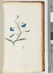 Side 72. Lobelia