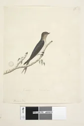 Page 76. Hirundo. at lower center in different hand January Natural size Welcome Swallow Hirundo neoxena, 1791-92dani