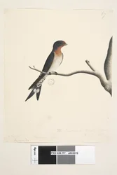 Side 77. Hirundo. ovenstående titel i anden hånd marts. Naturlig størrelse. nederst til højre i tredje hånd Svalen eller Martin fra N.S. Wales. Velkommen svale Hirundo neoxena, 1791-92