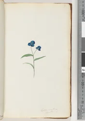 Side 7. Comelina capillaris