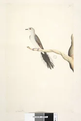 Side 80. Columba. ovenstående titel i anden hånd maj. Naturlig størrelse Diamond Dove Geopelia cuneata, 1791-92