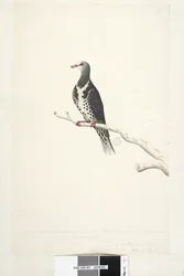 Side 81. Wunga, Wungee Pigeon. Tegnet efter målestok 1/2 af den naturlige størrelse. To af disse Pidgeons blev nu set for første gang december 1791.... ligner... Wonga Pigeon Leucosarcia melanoleuca, 1791-92