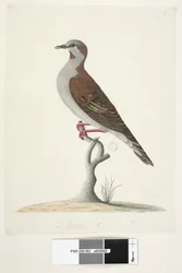 Side 83. Bronzevinget due. nederst i midten i forskellig hånd Naturlig størrelse Børste Bronzewing Pigeon Phaps elegans, 1791-92