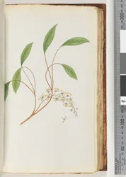 Page 83. Unidentified plantdani