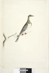 Side 84. Pidgeon of Norfolk Island tegnet efter skala 1/2 af den naturlige størrelse. Iris tvivlsom Norfolk Island Pigeon Hemiphaga novaeseelandiae spadicea, 1791-92