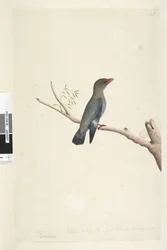 Side 8. Coraciae. langs nederste kant i anden hånd oktober. Reduceret til halvdelen af fuglens størrelse blev tegningen taget fra Dollar, Bird Eurystomus orientalis, 1791-92