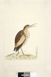 Side 90. Ardea. langs nederste kant i anden hånd Størrelsen af fuglen, tegningen var taget fra, som kunne forlænge dens hals fire tommer i længden Little Bittern Ixobrychus minutus, 1791-92