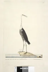 Side 91. Ciconia. ovenstående titel i anden hånd december, iris tvivlsom Hvid, halshejre Ardea pacifica Notophoyx pacifica, 1791-92