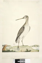 Side 92. Scolopax. ovenstående titel i anden hånd december. Naturlig størrelse, tvivlsom iris Japansk Snipe Gallinago hardwickii, 1791-92