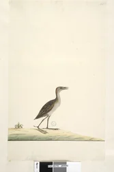 Side 93. Rallus. ovenstående titel i anden hånd august. Naturlig størrelse Marsh Crake Porzana pusilla, 1791-92