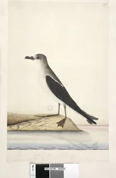 Side 96. Bird of Norfolk Island
