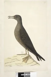 Side 97. Bird of Norfolk Island almindeligvis kaldet fårekødsfuglen, tegnet kile i naturlig størrelse, Tailed Shearwater Puffinus Pacificus, 1791-92