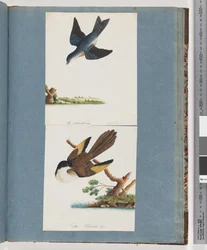 Page 97. Unidentified Birdsdani