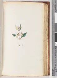 Side 97. Uidentificeret plante