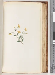 Page 98. Unidentified plantdani