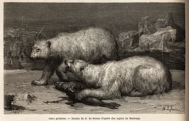 Isbjørne på isposen slår en sæl, de lige har fanget. Gravering til illustration af rejsen til det frie hav af den arktiske pol, af Doctor Hayes, kirurg fra den amerikanske flåde, i 1860-1862, offentliggjort i "Le tour du monde, nouveau journal des voyag