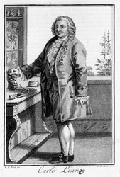 Portræt af Carl Von Linné svensk naturforsker og forfatter (1707 - 1778). Sd. gravering af det 19. århundrede.