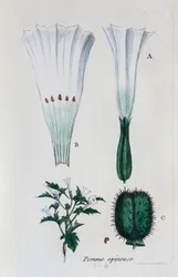 Fliget æble (datura, alm. skvalderkål)
