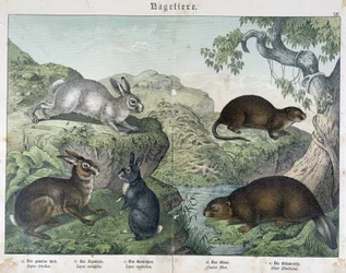 Kanin, bæver - i "" Natural History of Pattedyr", red. Schreiber