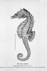 Repræsentation af en søhest (Hippocampus heptagonis). Naturhistorisk bestyrelse i det 19. århundrede.