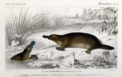 Repræsentation af en Ornithorynch (Ornithorhynchus paradoxus, Blum.). gravering fra "Universal Dictionary of Natural History"" af C. D
