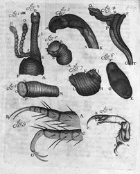 Repræsentation af charancons (curculiones lupi) Studie af den hollandske handelsmand og naturforsker Antoine van Leeuwenhoek (eller Leeuvenhoek eller Leeuwenhoeck) (eller Antoni eller Anthonie) (1632-1723) Indgravering fra "Invetigatio Arcanorum" 1722.