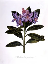 Rhododendron (Rhododendrum Pontium).