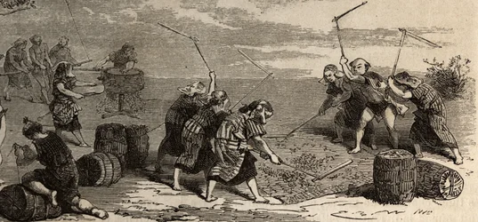 Risdyrkning: sidste trin, ved hjælp af blomsten og møllen, skilles riskornene fra deres stilk og skaller og opbevares derefter omhyggeligt i kasser med flettet halm. Gravering til illustration af rejsen til Japan i 1863-1864 af Aime Humbert, minister