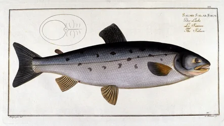 Salmon (Salmo salar) af Marc Elieser Bloch Ichtyologie Paris - Berlin - London 1787.