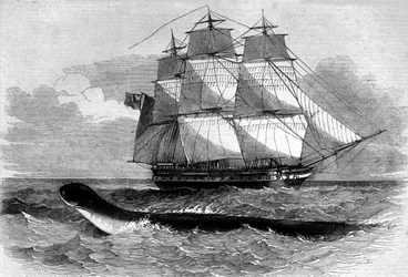 Søuhyre: udseende af en søslange på Daedalus fregatvejen i 1848. Indgravering af det 19. århundrede.