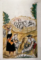 Fåreklipning, fra bogen "Trujillo of Peru" eller "Codex Martinez Companion", af Baltazar Martinez Companion og Bujanda, biskop af Trujillo (1782-1785)
