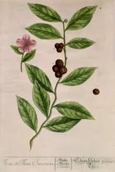 Sinensis teplante - botanisk bord
