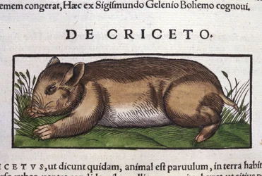 Hamsteren i dyrenes historie af Conrad Gesner (1516 - 1565), Tiguri