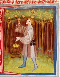 Frugtplukning. Miniature fra »Rustican eller Bogen om landets og landlivets udbytte« (Rerum ruralium commodorum) af Pietro de Crescenzi (Crescent Stone eller Crescens Stone) (1233-1320), 14. århundrede. Prag, Nationalbiblioteket